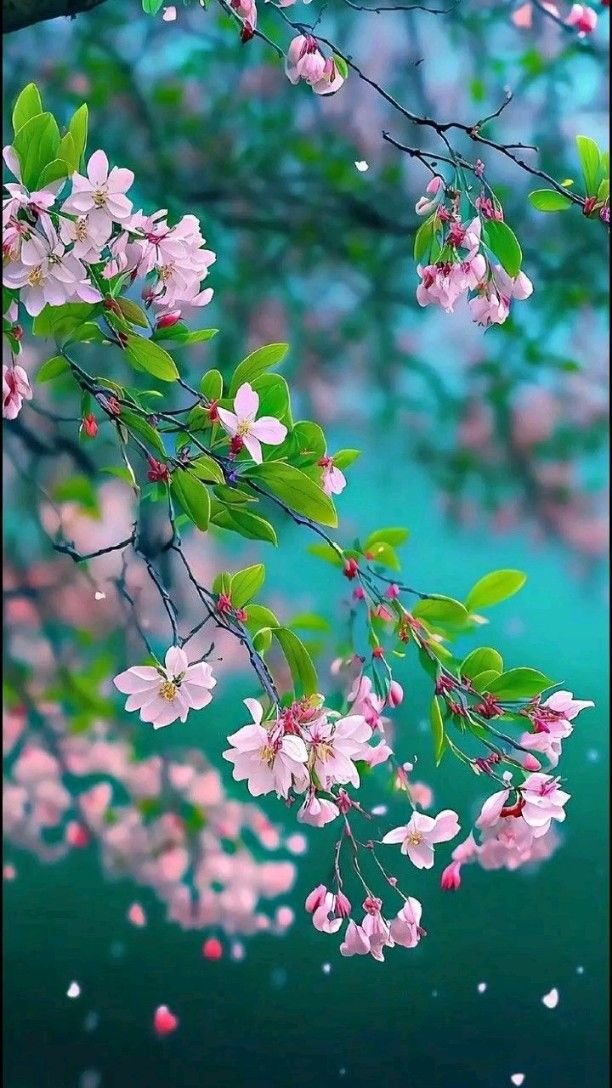 portrait wallpaper hd flower android