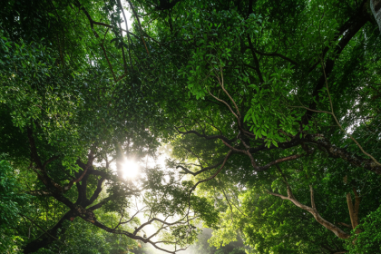 portrait wallpaper 4k nature mobile