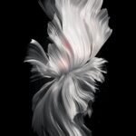 portrait wallpaper 8k white phone