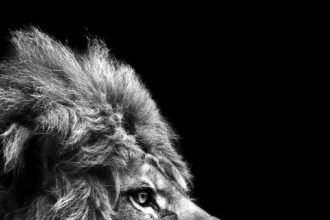 portrait wallpaper 4k black mobile