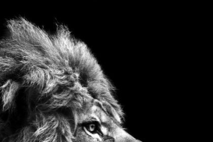 portrait wallpaper 4k black mobile