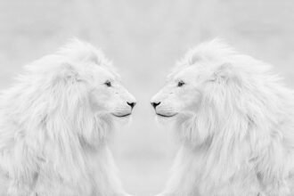 portrait wallpaper 8k white tablet