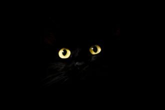 portrait wallpaper full hd black desktop