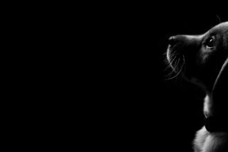 portrait wallpaper hd black desktop
