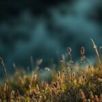 portrait wallpaper hd nature home screen