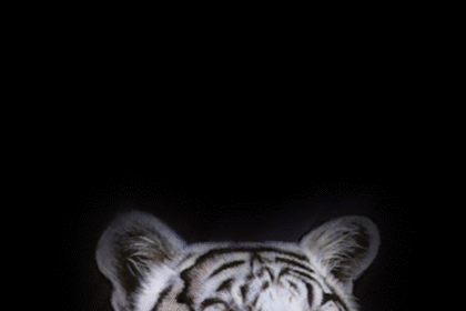 portrait wallpaper full hd white android