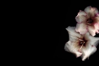 portrait wallpaper 8k flower pc