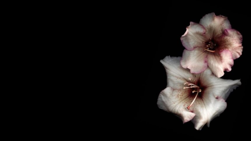 portrait wallpaper 8k flower pc
