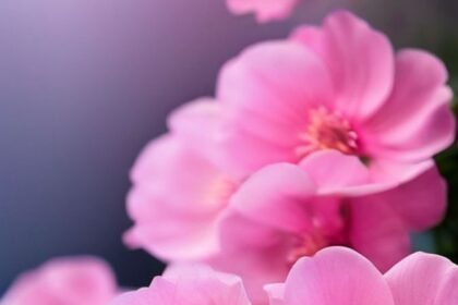 portrait wallpaper ultra hd flower android