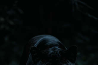 portrait wallpaper ultra hd dark iphone