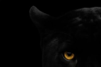 portrait wallpaper 8k black background