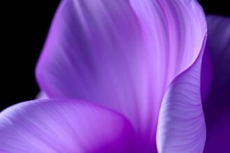 portrait wallpaper 4k flower home screen